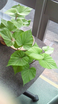 ５月１７日　紫陽花柄のハンカチ・今年も薔薇が咲きました