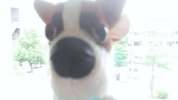 素直な才能