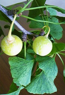 夏を詠んでみるの巻