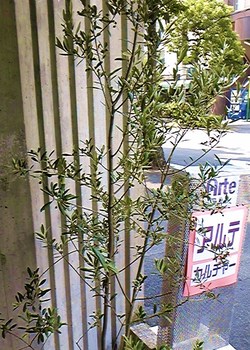 きたよ　きたよ～～の巻