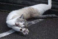 会社に来る猫(=‘ｘ‘=)