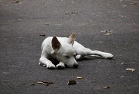 くつろぎ　野良犬＾＾