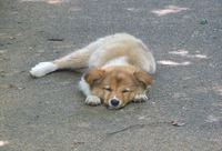 野良犬のお昼寝＾＾門入の郷より