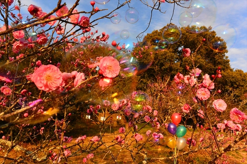 公渕森林公園　梅の花