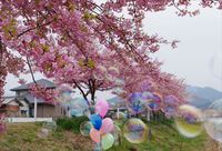 湊川の桜(#^.^#)