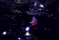幽霊も出そうな中の夜桜＾＾