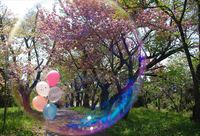 大麻山　八重桜　2014年版桜撮影　終着駅