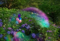 塩江　あじさい＾＾