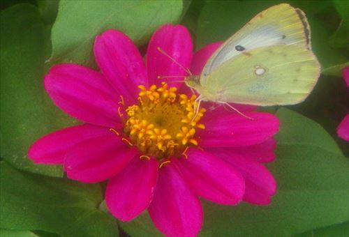 まんのう公園で　お花と蝶々＾＾