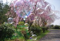 あららら・・・香川県森林センター　枝垂れ桜
