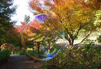 門入の郷　紫陽花園の紅葉＾＾