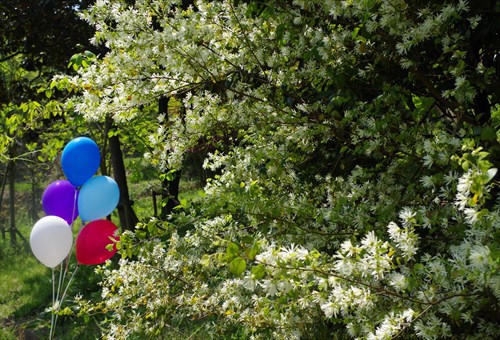 みろく公園　マンサクの花満開の時＾＾