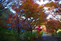 門入の郷　紅葉