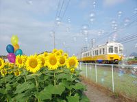 仏生山ひまわり＾＾出遅れました・・・