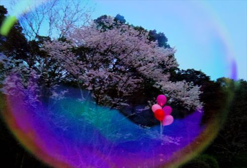 淡墨桜　満開の時　公渕公園
