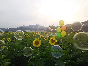 まんのう町帆山 ひまわり(#^.^#)