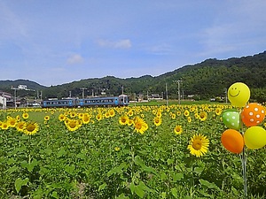 列車と、ひまわりと(#^.^#)