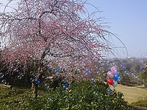 満濃池森林公園、しだれ梅(#^.^#)
