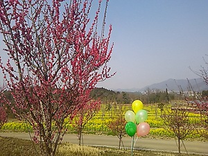 まんのう公園 菜の花(#^.^#)