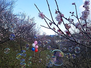 長尾運動公園 梅の花