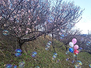 長尾運動公園 梅の花
