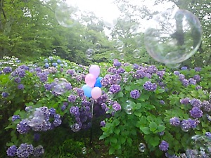 紫雲出山 紫陽花(#^.^#)