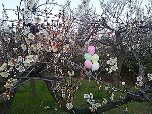 公渕公園 梅の花