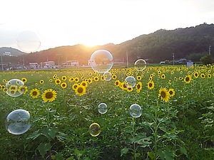 今週も、まんのう帆山ヒマワリ(#^.^#)