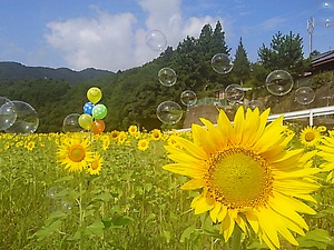 山の中のヒマワリ畑(#^.^#)