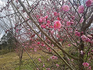 まんのう公園 梅の花と菜の花