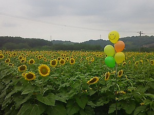 まんのう町 ひまわり(#^.^#)