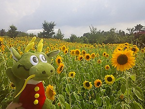 どら夢くんも、ニッコリ まんのう公園 ヒマワリ(#^.^#)