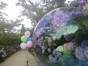 復活の塩江あじさいロード＾＾
