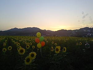 黄昏ヒマワリ(#^.^#)