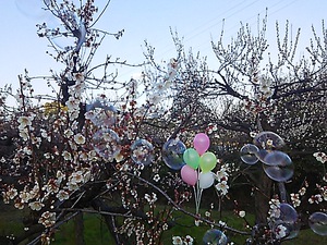 公渕公園 梅の花