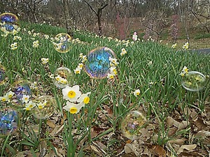 水仙と梅の花 まんのう公園