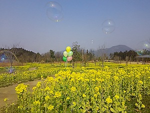まんのう公園 菜の花(#^.^#)