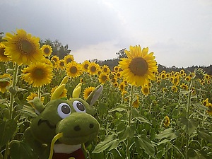 どら夢くんも、ニッコリ まんのう公園 ヒマワリ(#^.^#)