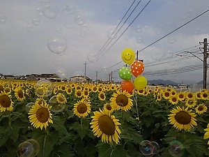 仏生山 ヒマワリ(#^.^#)