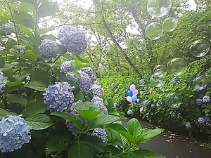 紫雲出山 紫陽花(#^.^#)