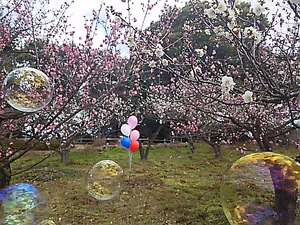 公渕公園 梅の花