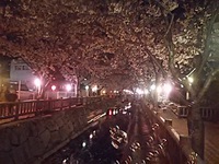 今週　平日　夜桜(*^_^*)