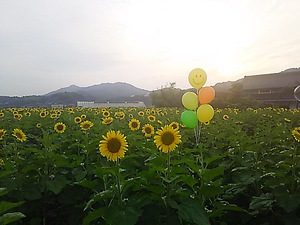 まんのう町帆山 ひまわり(#^.^#)
