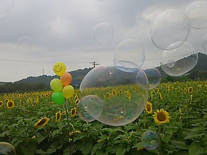 まんのう町 ひまわり(#^.^#)