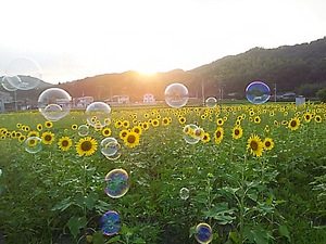 今週も、まんのう帆山ヒマワリ(#^.^#)