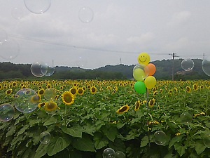 まんのう町 ひまわり(#^.^#)