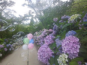 復活の塩江あじさいロード＾＾