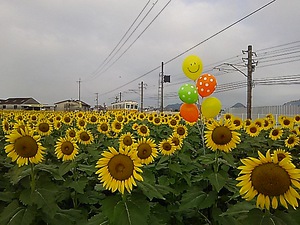 仏生山 ヒマワリ(#^.^#)