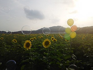 まんのう町帆山 ひまわり(#^.^#)