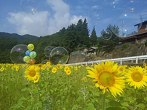 山の中のヒマワリ畑(#^.^#)